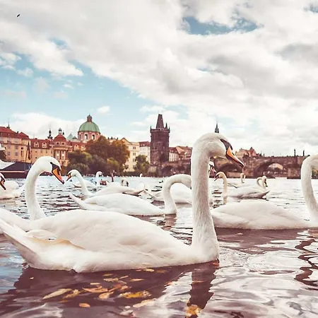 Historical Charles Bridge דירה